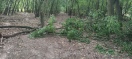Foto: Umgestürzter Baum 