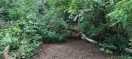 Foto: Umgestürzter Baum  