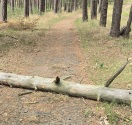 Foto: Baum über Fahrrad weg 