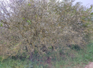 Foto: Gespinstmotte 