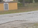 Foto: Wiesenhagen | Hauptstraße 6 | Wiederholt Pferdekot auf Straße 
