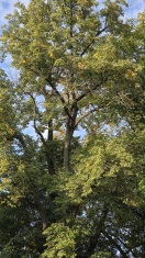 Foto: trockene Äste 