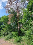 Foto: Toter Bäume in Straßennähe 