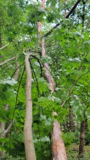 Foto: Umgestürzte Bäume 