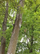 Foto: Eichenprozessionsspinner 