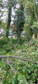 Foto: Baumkronen Abbruch  
