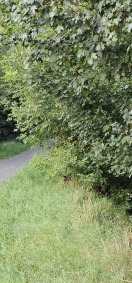 Foto: Radwege an markanten Punkten freischneiden 