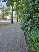 Foto: Wildwuchs am Fahrrad/Gehweg 