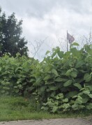 Foto: Invasive Pflanzenart am Bahnhofsparkplatz 