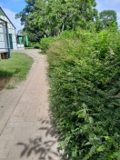 Foto: Weg unter der Näthewindbrücke durch Büsche zugewachsen 