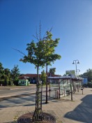 Foto: Bäume auf dem Busbahnhof 