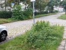 Foto: Verwilderter Grünstreifen am Straßenrand 