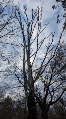 Foto: Ist dieser Baum noch standfest? 