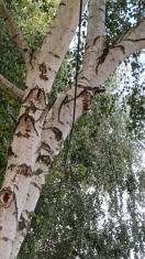 Foto: Verlängerte Eigendorfstraase  