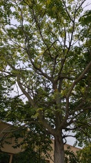 Foto: Viele abgebrochene Äste in Baumkrone  