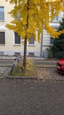Foto: Bitte stinkende Beeren entfernen unerträglich Gerüchte seit Wochen  