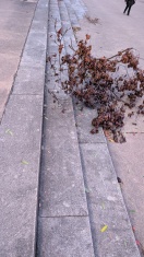 Foto: Abgebrochene Äste bzw. Bäume am salzhof Ufer  