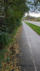 Foto: Gehwegsbereich Zentrumring Abschnitt Wiesenweg und Wilmersdorfer Straße zugewachsen  
