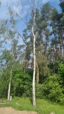 Foto: Abgestorbene Birken  