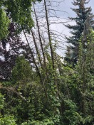 Foto: abgestorbene Bäume  