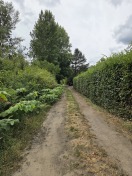 Foto: Wildwuchs Einsteinstrasse/ Ecke Hannoversche Straße  
