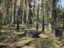 Foto: Traktorreifen im Wald 