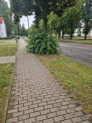 Foto: Grosser Busch behindert Sicht und Gehweg 