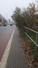 Foto: Zentrumring B1/B102 Abschnitt Bauhofstraße Lichtraumprofil Gehwegsbereich vollständig zugewachsen  