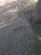 Foto: Pflaster im Gehweg kommt hoch 