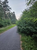 Foto: Radweg Lichtraum zugewachsen 