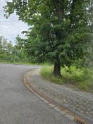 Foto: Baum ragt auf Gehweg  