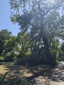 Foto: Baum-Bruch Karolinenpark  