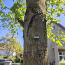 Foto: Straßenbaum krank? 