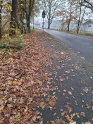 Foto: Laub auf Fuß-und Radweg (Pankstraße) 