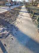 Foto: Pferde-Hinterlassenschaften auf dem Gehweg 