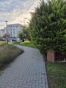 Foto: Fußgängerweg von Hecke überwuchert 