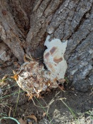 Foto: Erkrankung Straßenbaum 