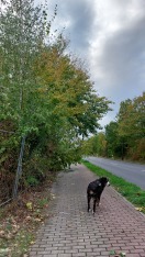 Foto: Umgestürzter Baum auf Gehweg  