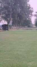 Foto: Bäume auf dem Sportplatz 