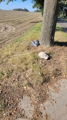 Foto: Müllentsorgung Ortsverbindungen Straße  