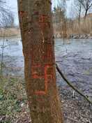 Foto: Hakenkreuze am Baum 