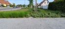 Foto: Grünpflege  