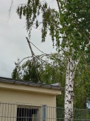 Foto: Beschädigter Baum 