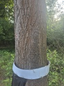 Foto: Eichenprozessionspinner  