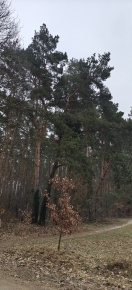 Foto: Äste von Kiefern drohen herabzufallen  