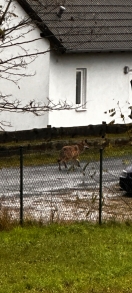 Foto: Viele Anwohner haben einen Wolf gesehen. 
