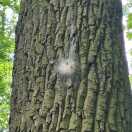 Foto: Eichenprozessionsspinner 