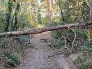 Foto: Umgestürzter Baum 