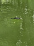 Foto: Schildkröte  