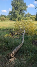 Foto: Baum mit Axt gefällt  